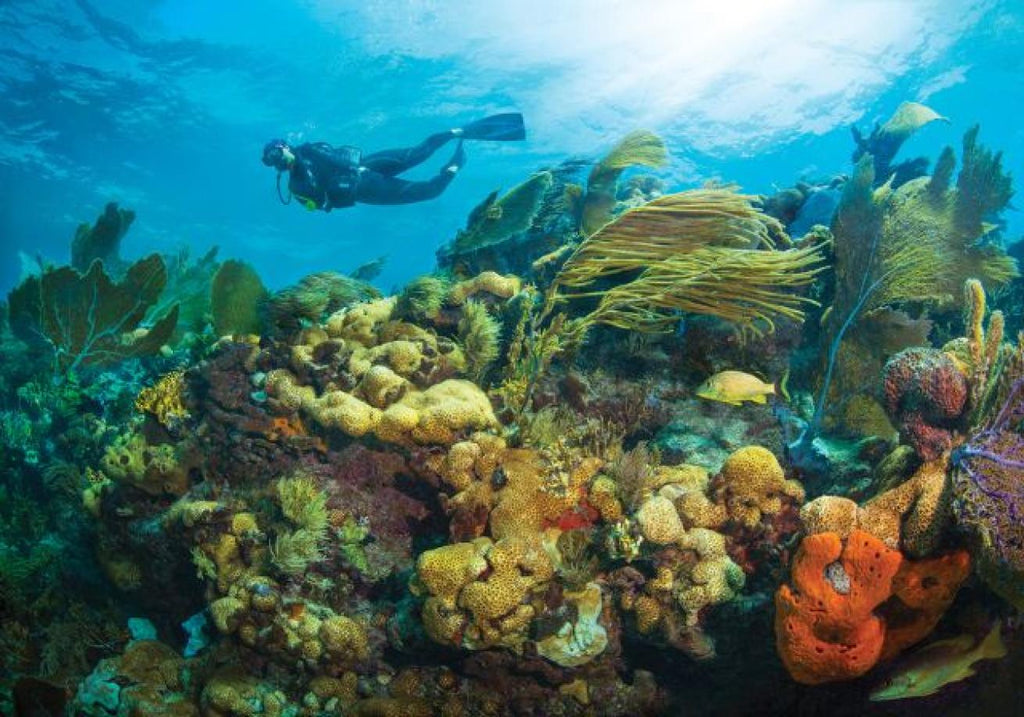 Florida Keylargo Dive Trip (March 27th - 31st)